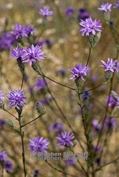 lessingia leptoclada 2 graphic